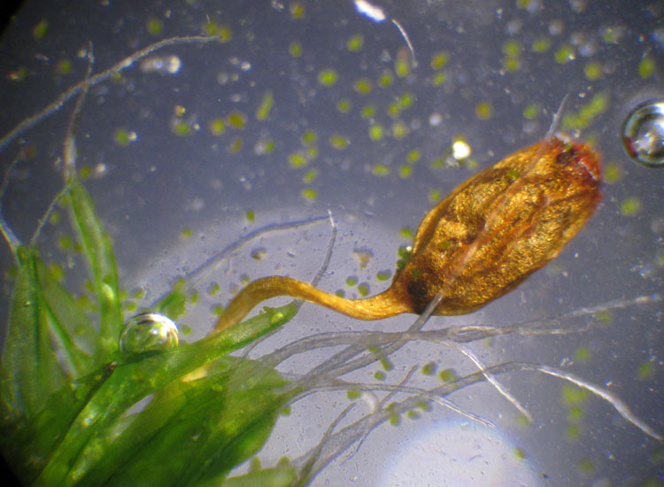 Muschio su tronco: Syntrichia ruralis?
